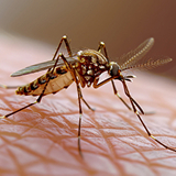 Eco-Insect - Profesjonalne zwalczanie szkodników, dezynsekcja, deratyzacja i dezynfekcja.